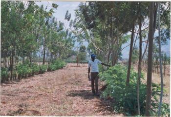 agroforesty in progetti di cooperazione internazionale