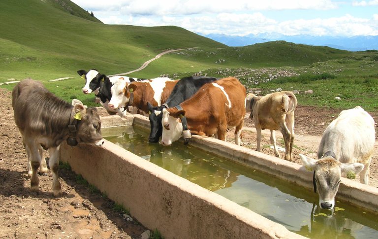 manze a Malga Tassulla